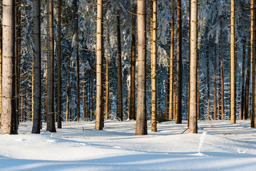 Snow in spruce forest in low mountain range, Germany