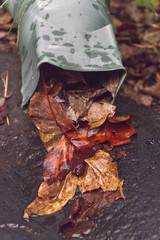 Rain Gutter Spouts Out Colorful Autumn Leaves