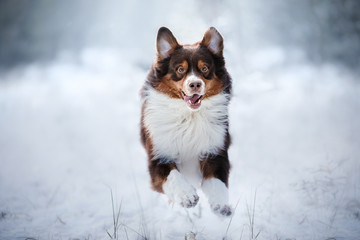 Australian Shepherd dog outdoors running in the snow