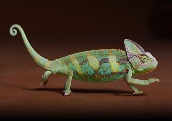 Chamaleon