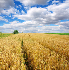 Wheat field against a blue sky