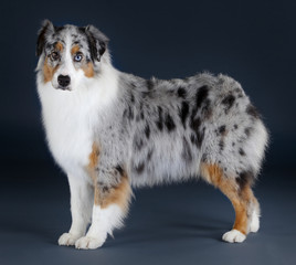 Australian sheepdog