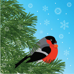 Bullfinch with rowanberry sitting on conifer branch, blue background and snowflakes, vector illustration
