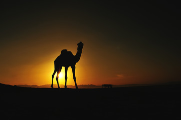 Fototapeta na wymiar camel silhouette at sunrise