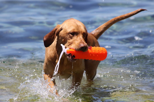 Dog sporting a dummy in the water