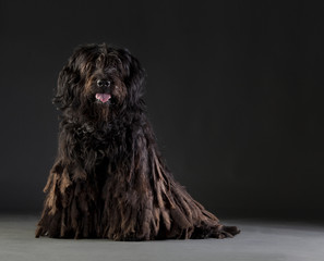 Bergamasco shipdog