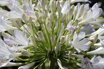 Garden of African lily under the spring sun