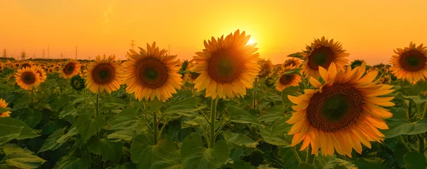 Papier Peint photo autocollant Tournesol Sunflowers