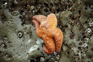 Orange starfish  exposed by low tides