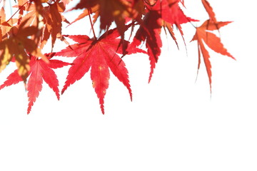 紅葉