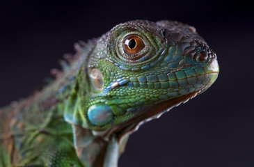 Iguana puppy