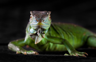 Iguana puppy