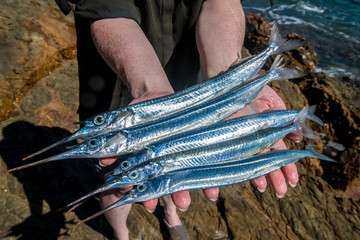 Garfish a plenty