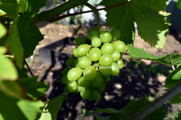 Vine and bunch of white grapes in garden