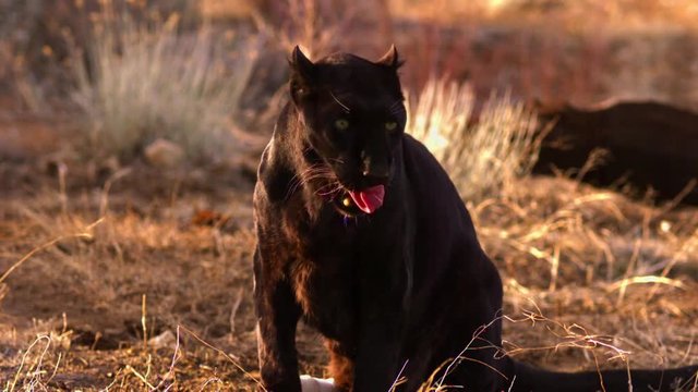 A black leopard, aka panther, licks his lips.