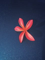 Pink frangipani flower