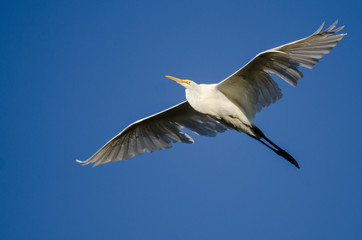 Great Egret Flying in Blue Sky