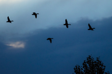 Silhouetted Ducks Flying in the Sunset Sky
