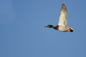 Obraz premium Mallard Duck Flying in a Blue Sky