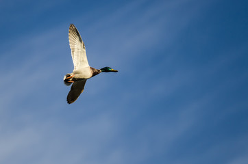 Mallard Duck Flying in a Blue Sky