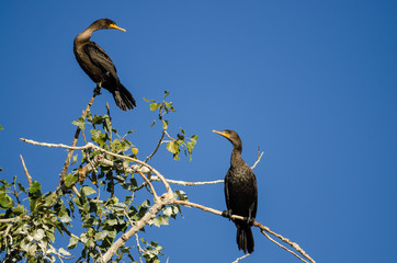 Pair of Double-Crested Cormorants Perched High in a Tree