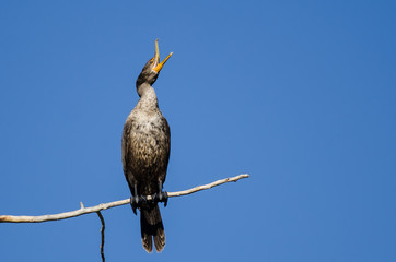 Young Double-Crested Cormorant Perched in Tall Tree