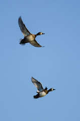 Two Ring-Necked Ducks Flying in a Blue Sky