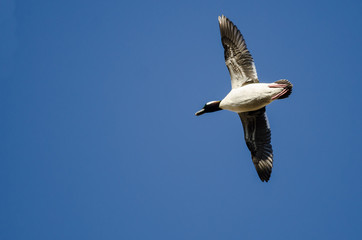 Bufflehead Duck Flying in a Blue Sky