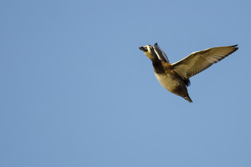 Ring-Necked Duck Flying in a Blue Sky