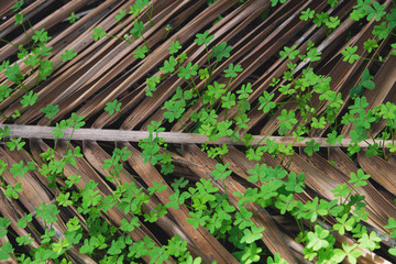 fresh young plant growing over old dry leaf