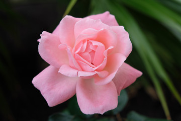 pink rose flower natural background