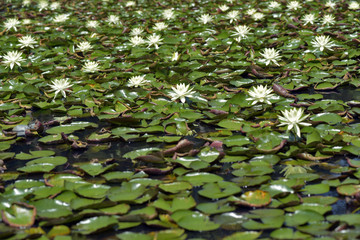 Lake of yellow waterlily in bloom