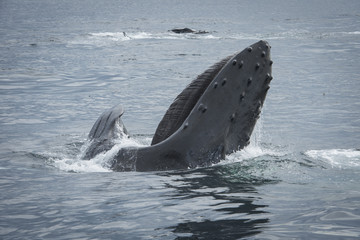 Fototapeta premium Mouth Wide Open, Humpback Whale