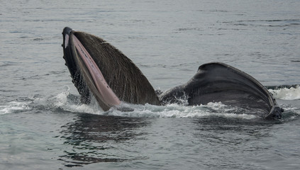 Naklejka premium Wide Open Mouth, Humpback Whale