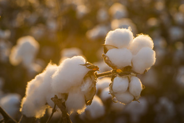 Cotton field background ready for harvest under a golden sunset macro close ups of plants 
