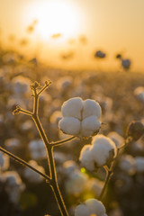 Cotton field background ready for harvest under a golden sunset macro close ups of plants 
