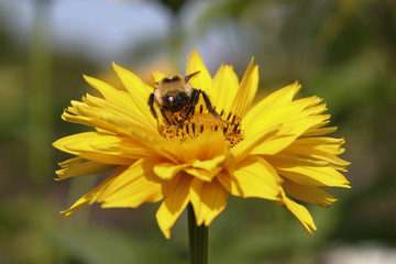 yellow daisy with bumble bee