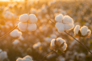 Cotton field background ready for harvest under a golden sunset macro close ups of plants 
