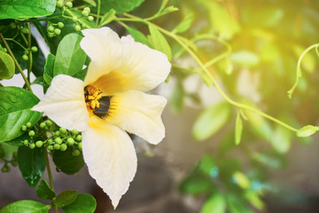 Light yellow flower in the garden. Artificial light was added in the top right corner for warm tone.