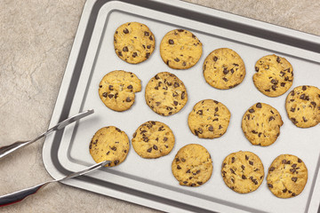 Fresh chocolate chip cookies on a baking tray