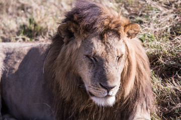 lion in Masai Mara Kenya, Africa