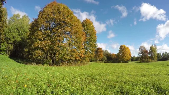 Meadow with autumnal trees on sunny cloudy autumn day, time lapse 4K