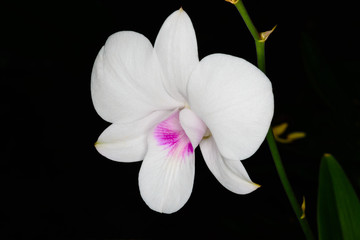 Obraz na płótnie Canvas Beautiful white orchid.
