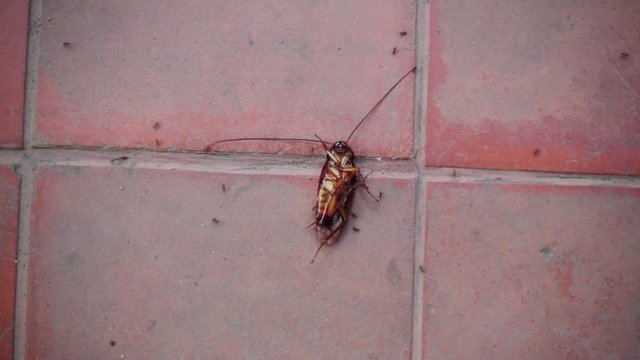 Cockroach lying on floor an ants swarm was bitten, Slow motion.