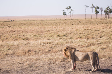 Fototapeta na wymiar lion national park Masai Mara in Kenya africa