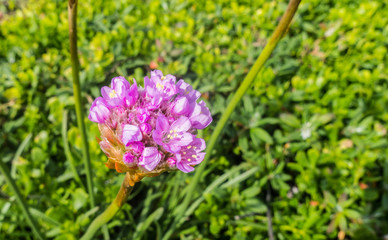 Pink flower background