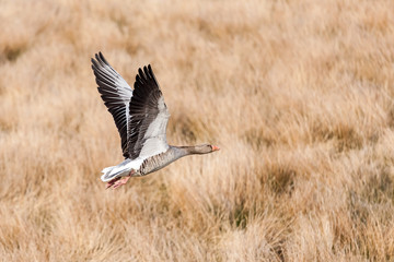 Obraz na płótnie Canvas Gray goose (Anser anser) flying over field