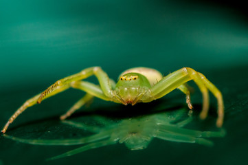 Spidey Reflections