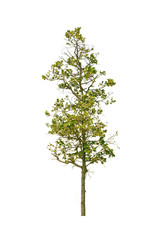 Tree on white background.