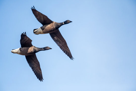 Pair of flying brent geese (Branta bernicla) in front of blue sky